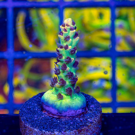 Pink Lemonade Acro