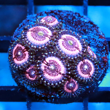 Pink Zippers Zoa
