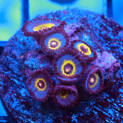 Legendary Wolverine Zoa