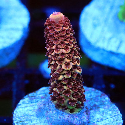 Therman's Pink Spath