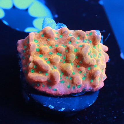 Voodoo Juicy Fruit
