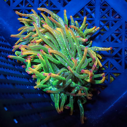 POTO Lucky Charm Anemone