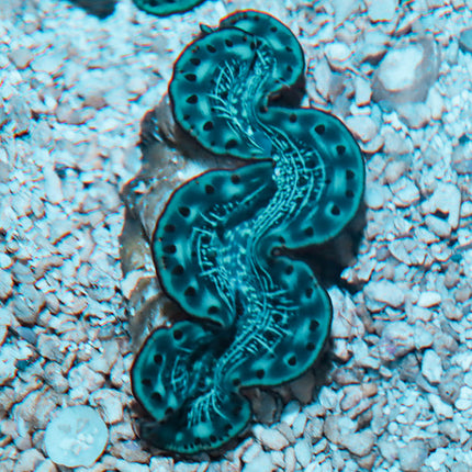 Red Sea Ultra Maxima Clam ~2.5"