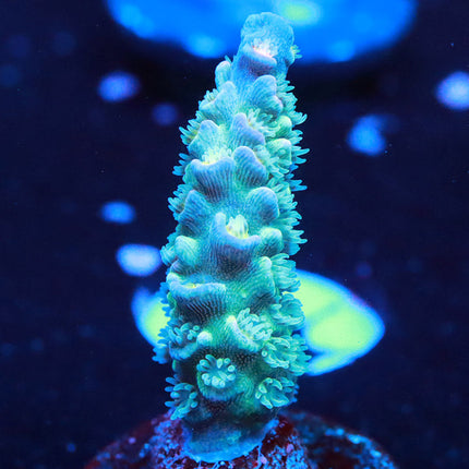VIVID Badfish