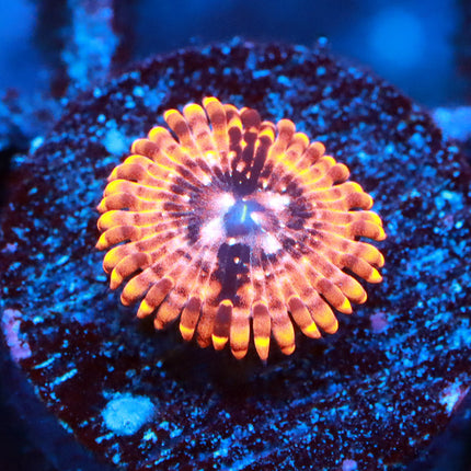 Utter Chaos Zoa
