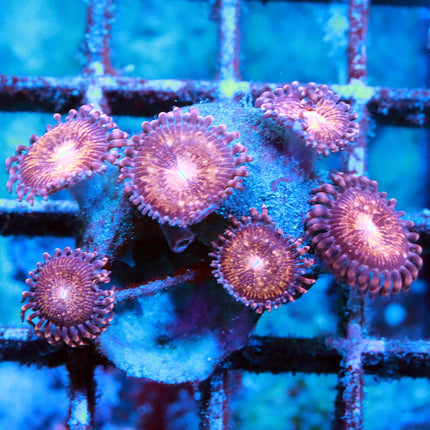 Pandora Zoa