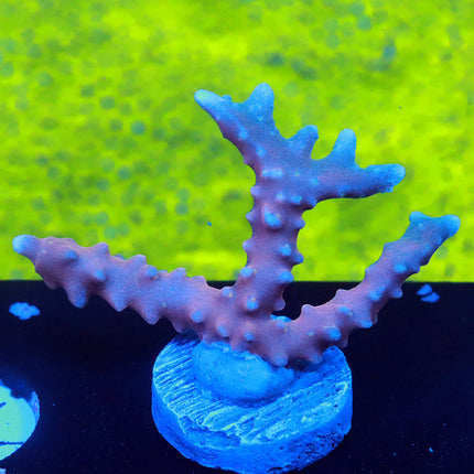 POTO Snowcone Anacropora