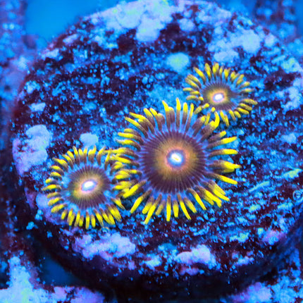 Super Saiyan Zoa