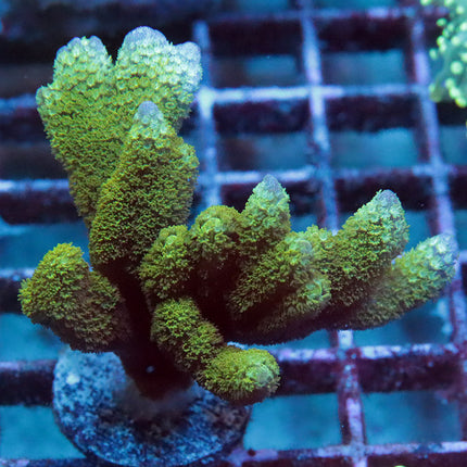 Green Digi