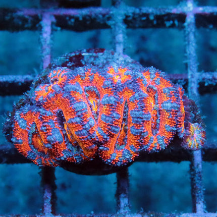 Beautiful Acan Chunk