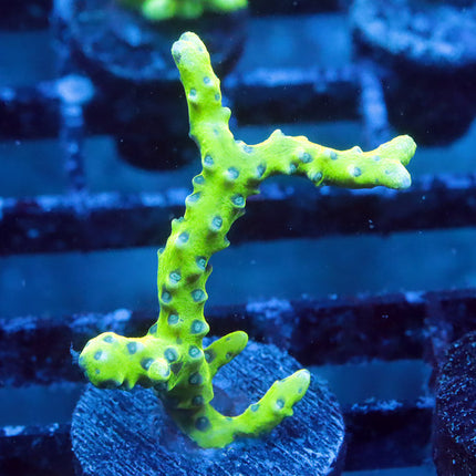 Green Goblin Anacropora