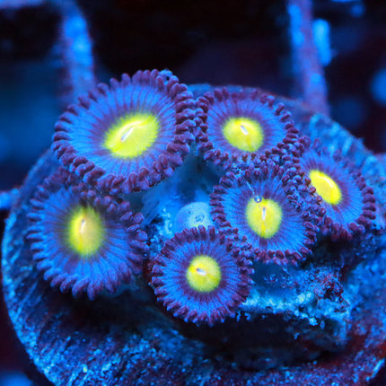 WWC AOI Zoa