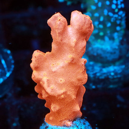 Orange Setosa