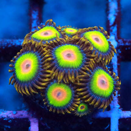 Rasta Zoa