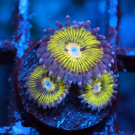 POTO Golden Eagle Eye Zoa