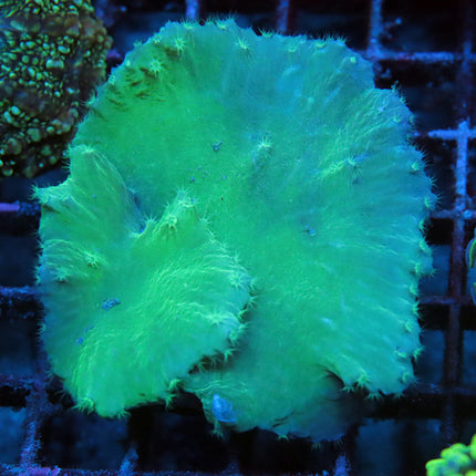 Neon Cabbage Coral