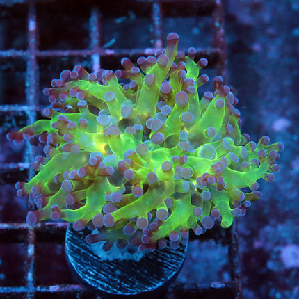 Bi-Color Frogspawn