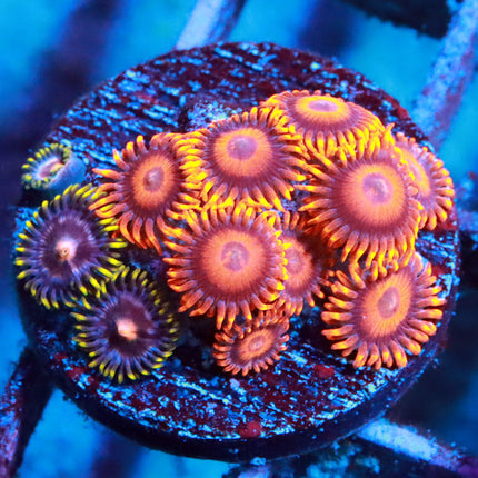 Orange Oxide & POTO Blazing Lemon Mixed Zoa