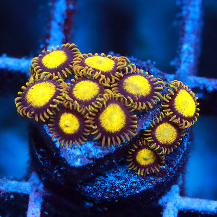 King Midas Zoa