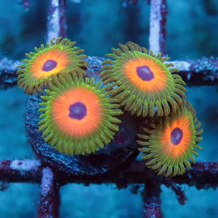 Reverse Rasta Zoa