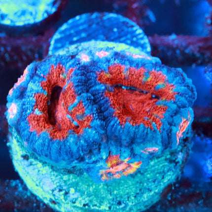 Aussie Rainbow Acan