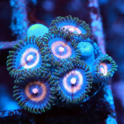 JF Punch Drunk Zoa