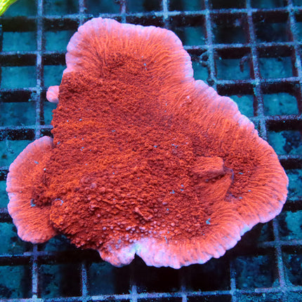 XL Monti Cap Colony