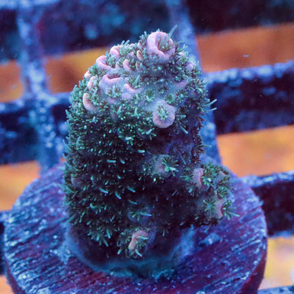 POTO Starberry Monster