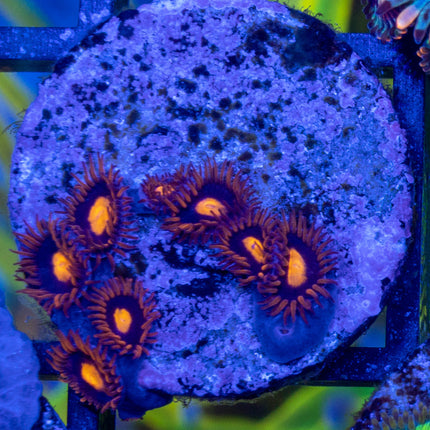 My Clementine Zoa