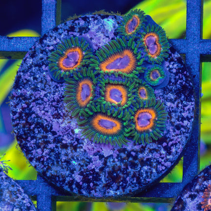 JF Fairy Tale Zoa