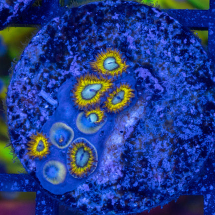 Pikachu Zoa