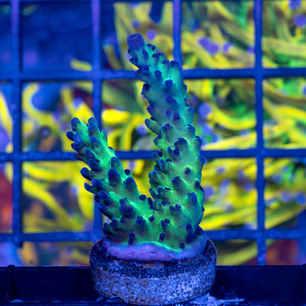 Upscales Microclados Acro