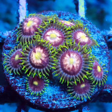 POTO Lazer Lemon Zoa