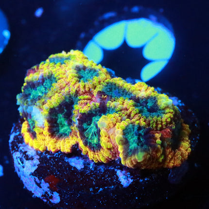 WWC Yellow Sub Favia