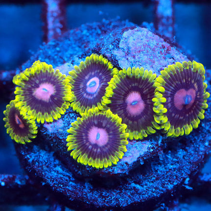 CC Scarlet Fever Zoa