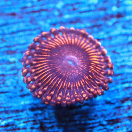 SBB Dragon Glass Zoa