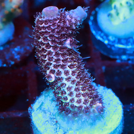 Raising Reef Blue Flame