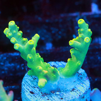 WWC King FIji