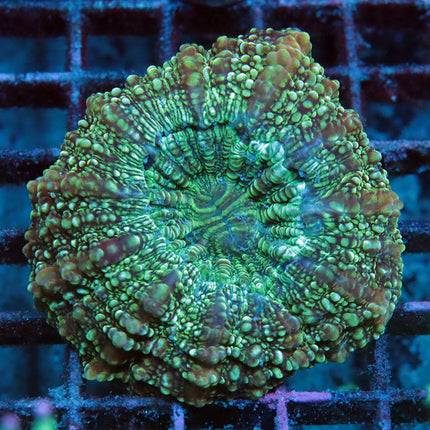 Green Candy Acantho