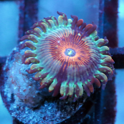 Seduction Zoa