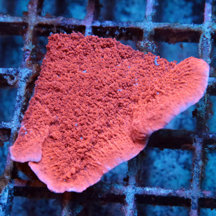 Red Monti Cap (M)