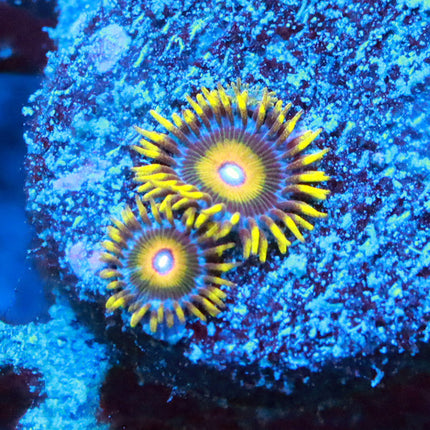 Super Saiyan Zoa