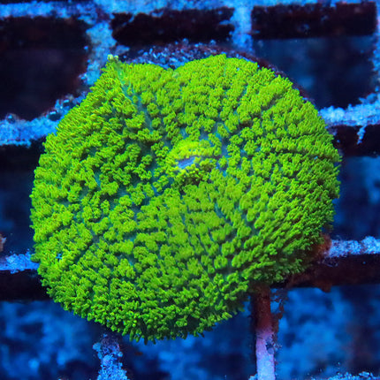Fuzzy Mushroom