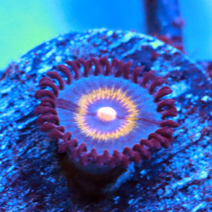 POTO Legendary Wolverine Zoa