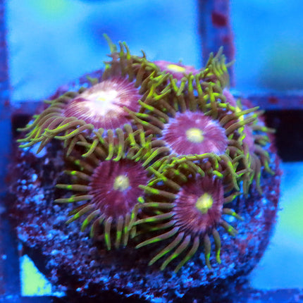 Lemon Lazer Zoa