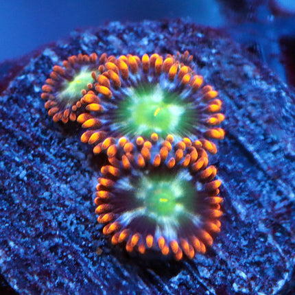 WWC Alpha & Omega Zoa