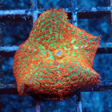 POTO Brooklyn Sunset Mushroom