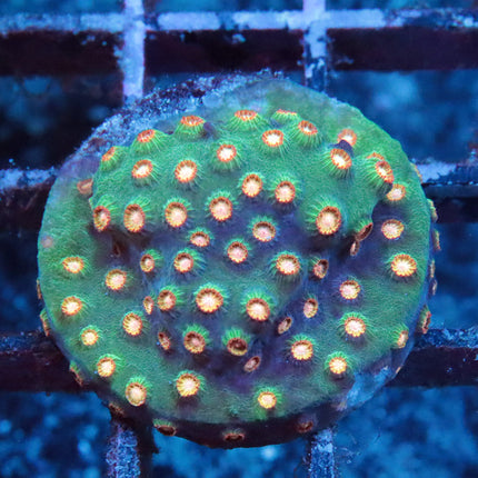 Meteor Shower Cyphastrea