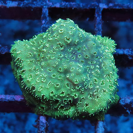Minti Fresh Pavona