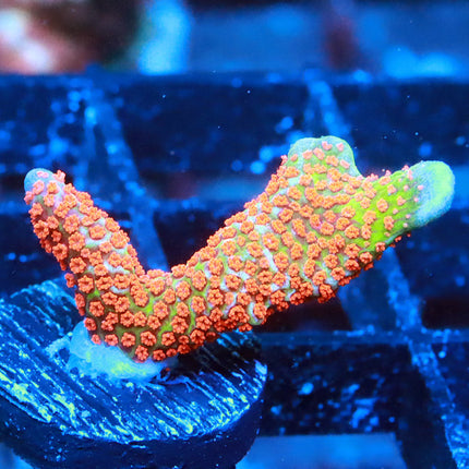 Bubble Gum Digi